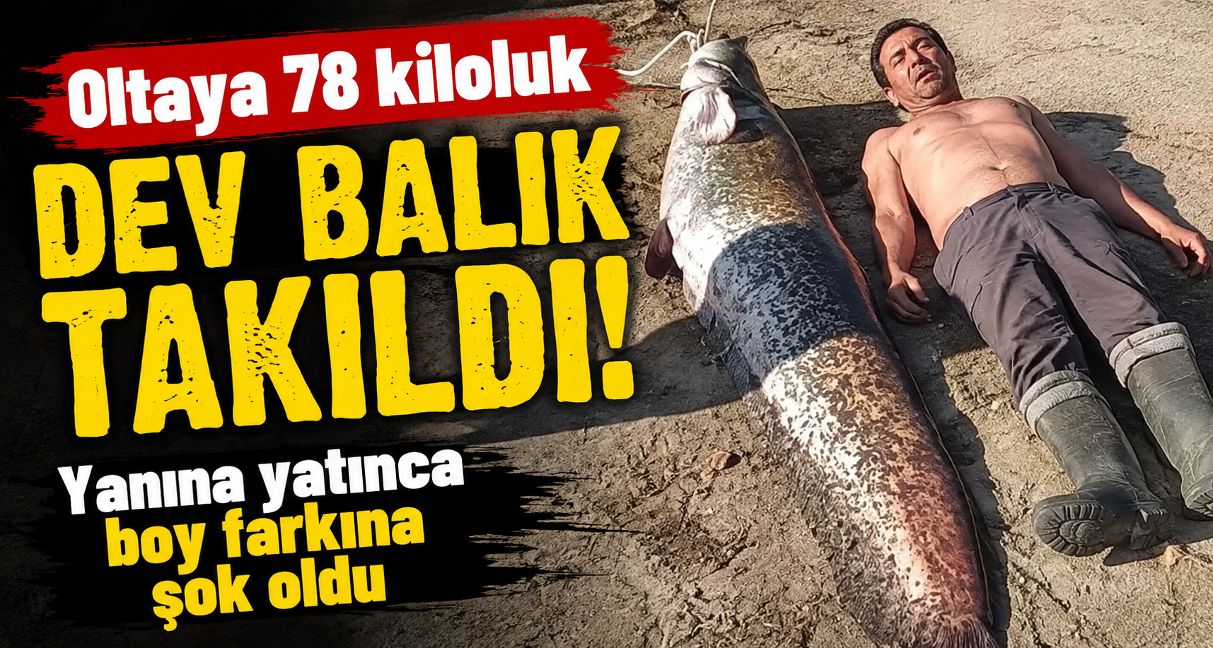 Oltaya 78 kiloluk dev balık takıldı: Yanına yatınca boy farkına şok oldu