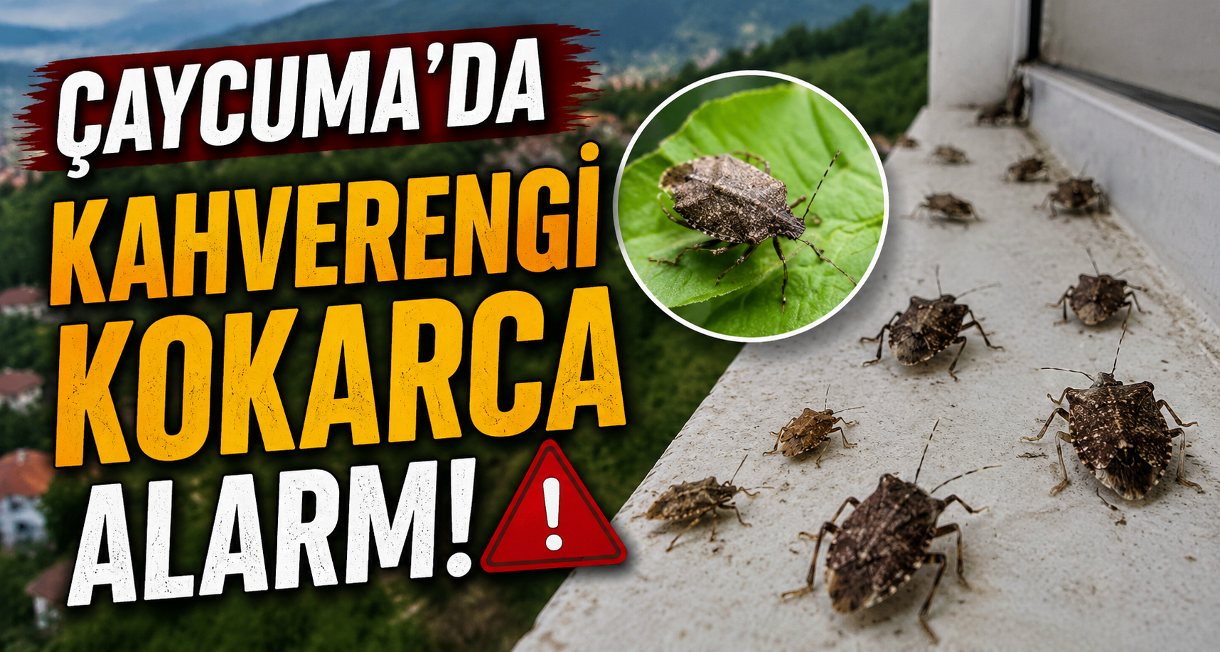 Çaycuma’da kahverengi kokarca alarmı