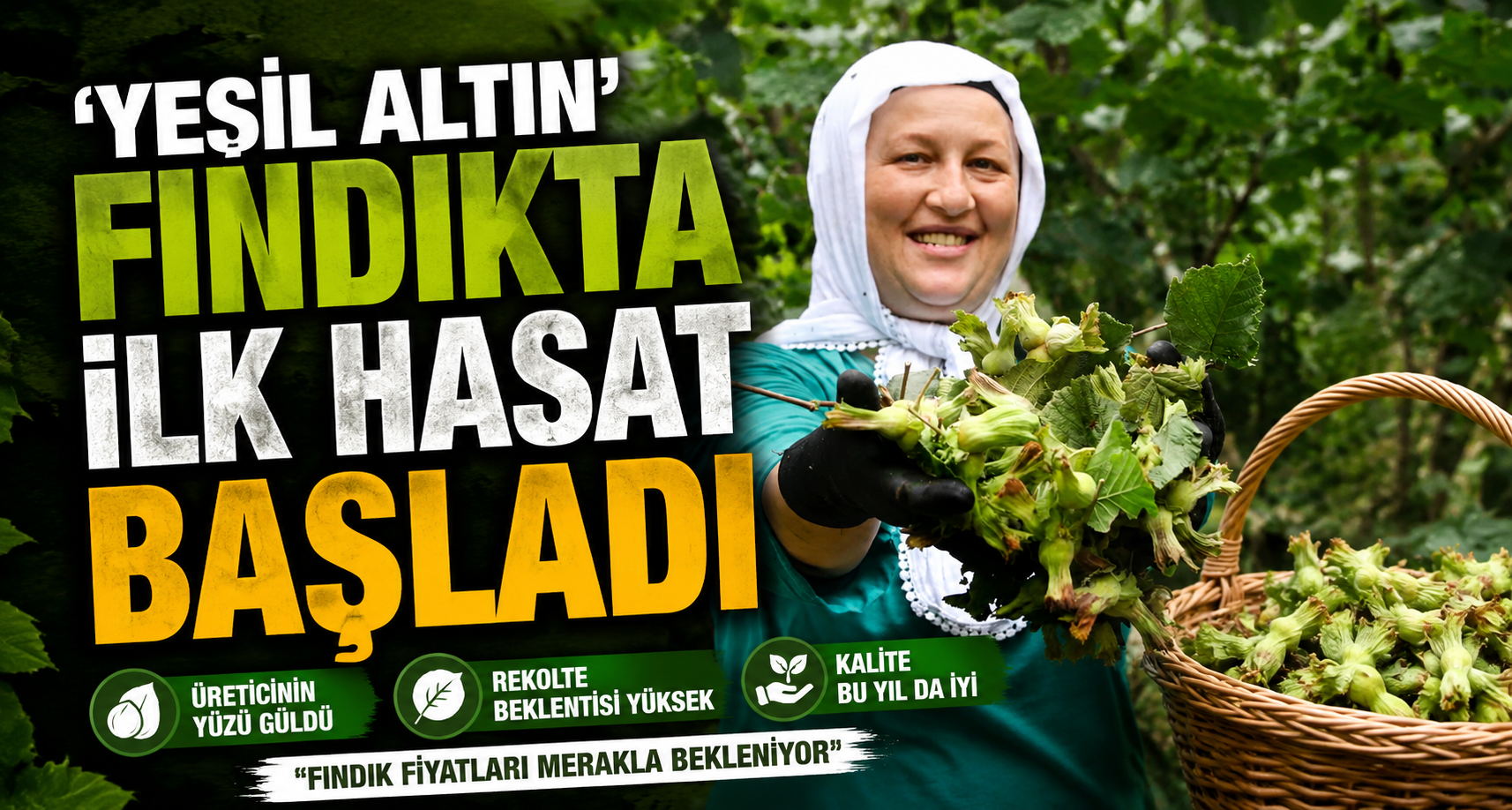 ‘Yeşil altın’ fındıkta ilk hasat başladı