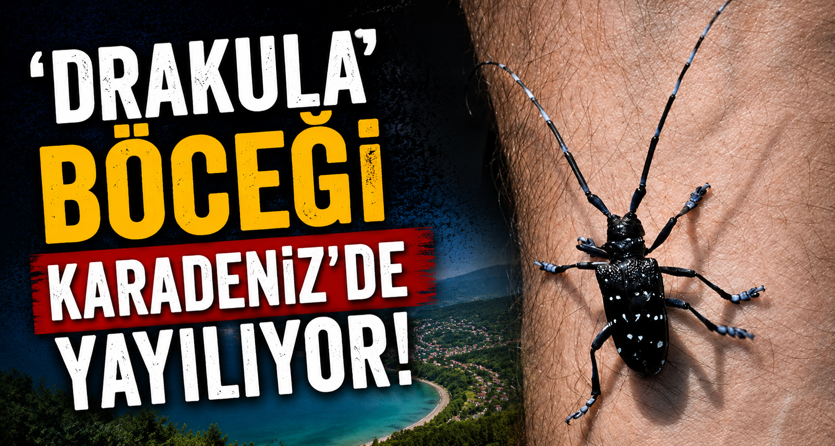 'Drakula' böceği Karadeniz'de yayılıyor