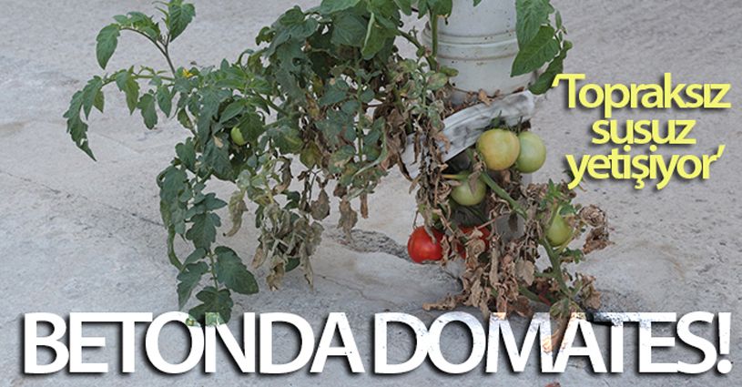Betonda domates