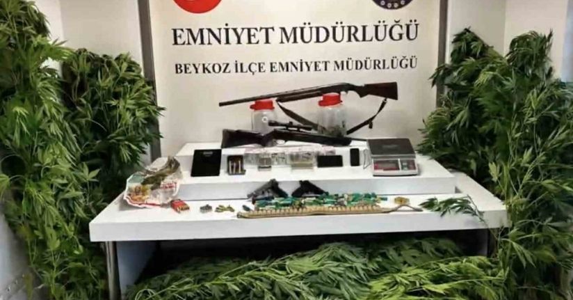Beykoz’da uyuşturucu operasyonu: 117 kök hint keneviri ve çok sayıda silah ele geçirildi