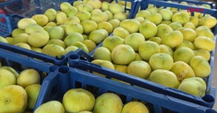 Mersin'de incir hasadı başladı; kilosu 150 lira
