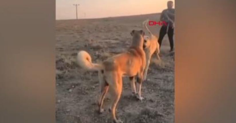 Aksaray'da köpek dövüştüren 3 kişiye 39 bin lira cezaAksaray'da köpek dövüştüren 3 kişiye 39 bin lira ceza