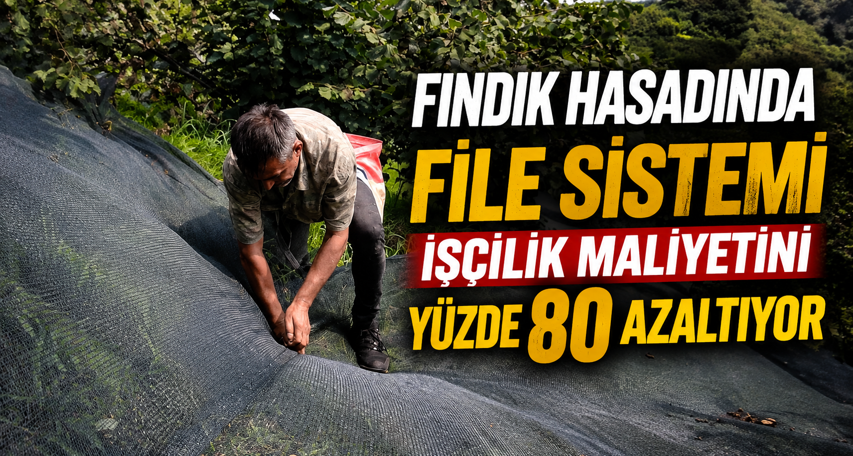 Fındık Hasadında File Sistemi İşçilik Maliyetini Yüzde 80 Azaltıyor