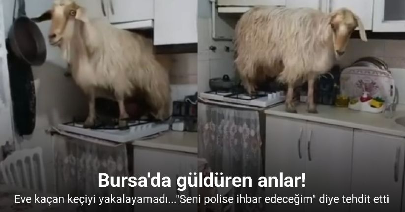 Eve kaçan keçiyi yakalayamadı...