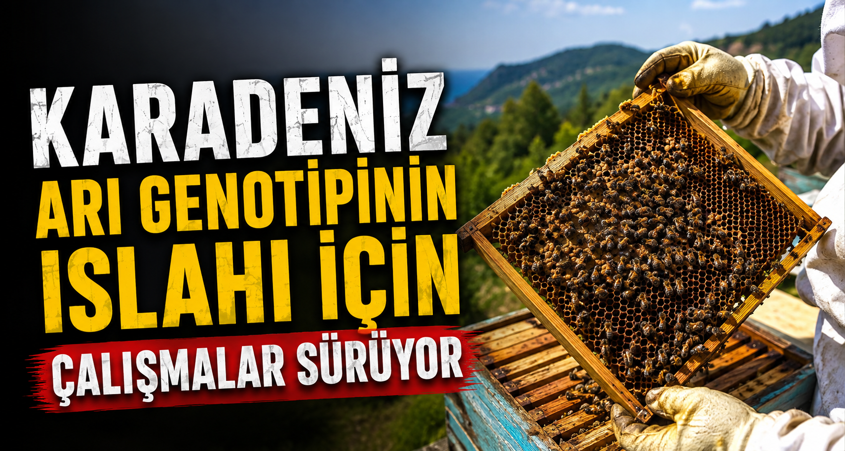 Karadeniz arı genotipinin ıslahı için çalışmalar sürüyor