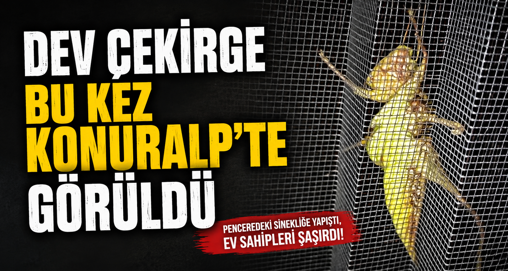 Dev Çekirge Bu Kez Konuralp’te Görüldü