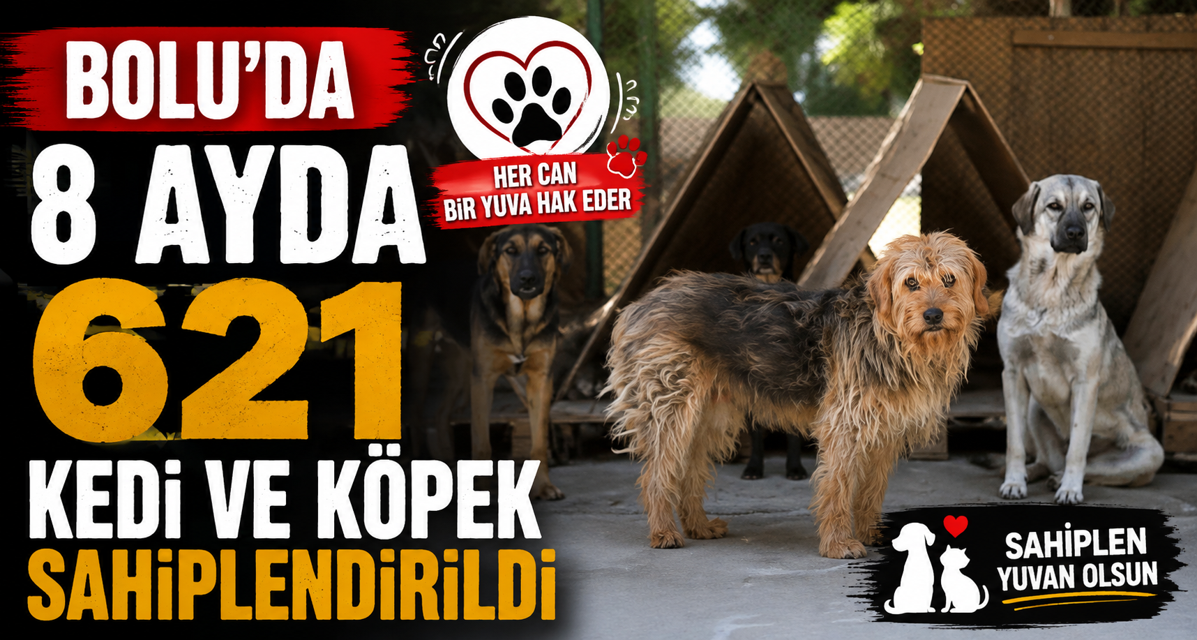 Bolu’da 8 ayda 621 kedi ve köpek sahiplendirildi