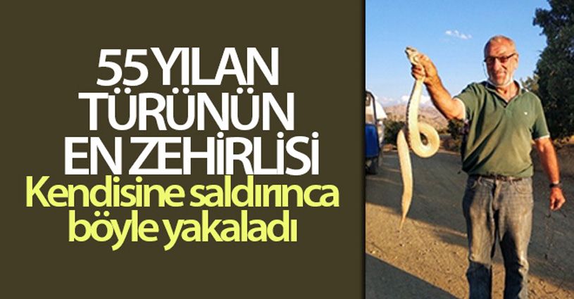 Kendisine saldıran ölümcül zehirli yılanı boğazından yakaladı