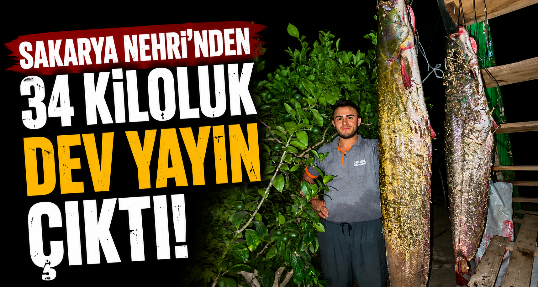 Sakarya Nehri'nden 34 kiloluk dev yayın çıktı