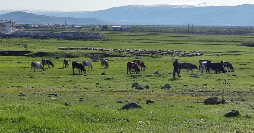 Ardahan’da Kuduz alarmı: Bölge karantinaya alındı