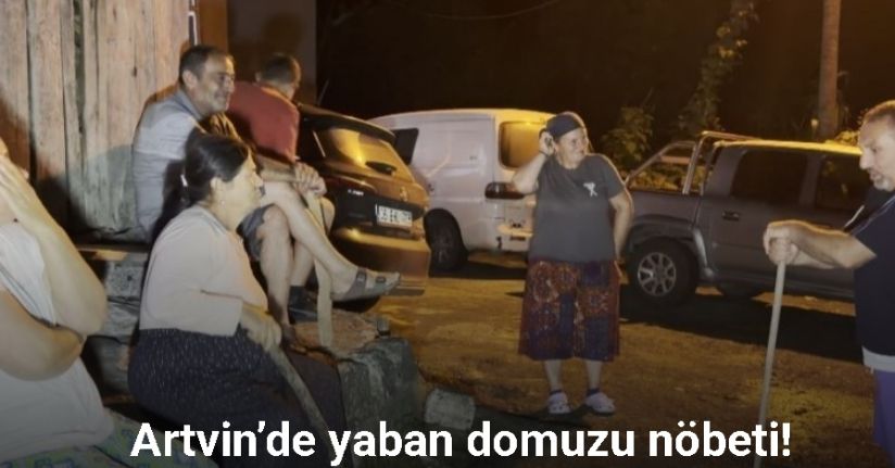 Artvin’de yaban domuzu nöbeti: Köylüler mahsullerini korumak için ellerinde sopalarla sabaha kadar bekliyor