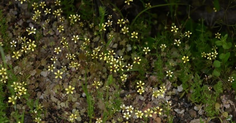 Yeni keşfedilen 'Latmos Taşkıranı' tehlike altında