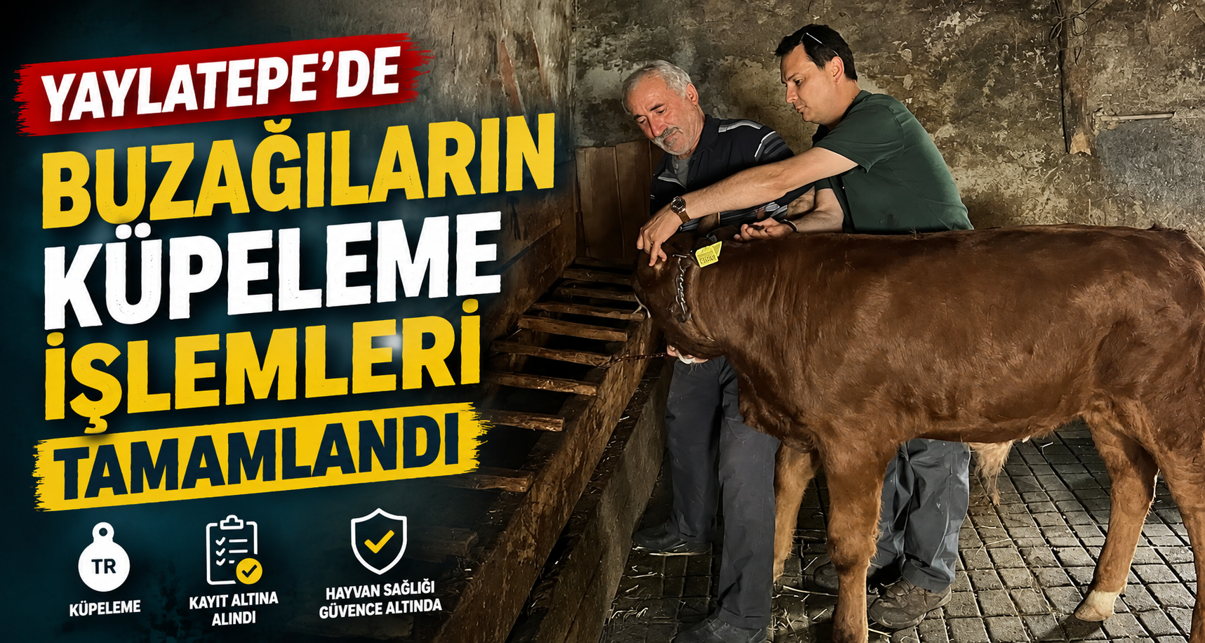 Yaylatepe'de buzağıların küpeleme işlemleri tamamlandı