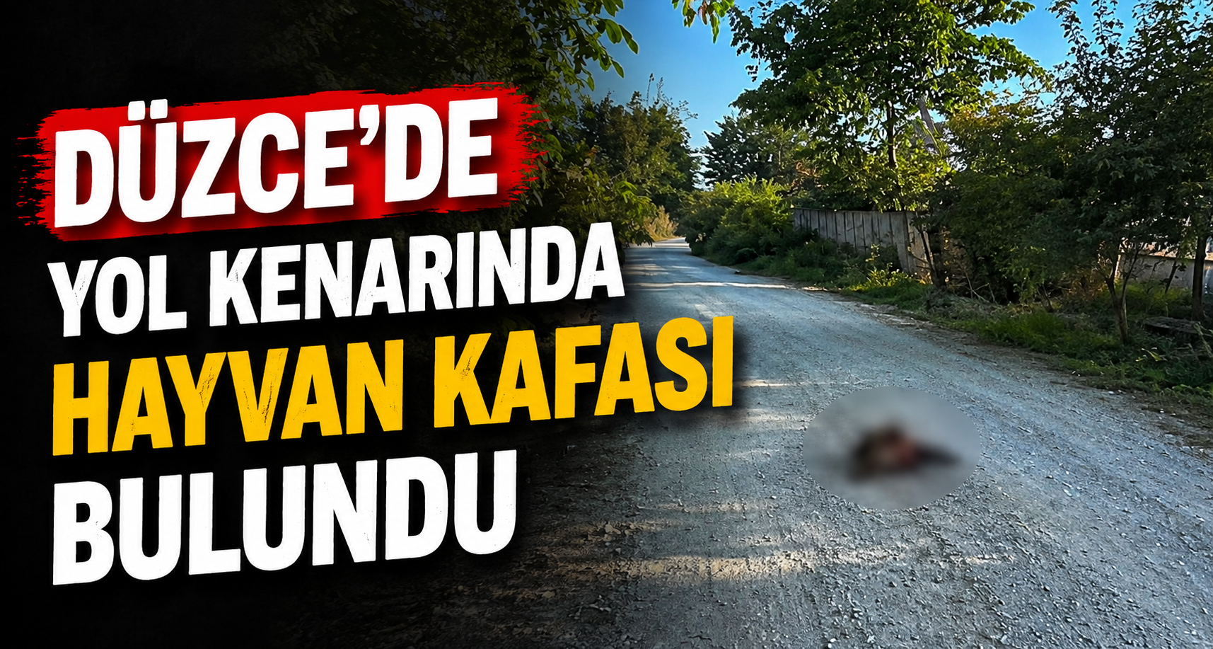 Düzce’de Yol Kenarında Hayvan Kafası Bulundu