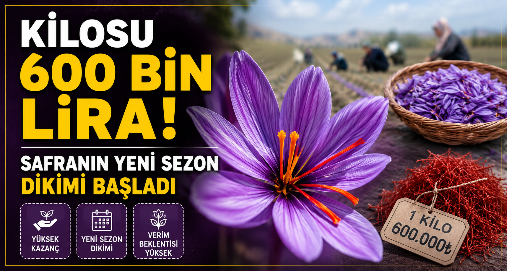 Kilosu 600 bin lira: Safranın yeni sezon dikimi başladı
