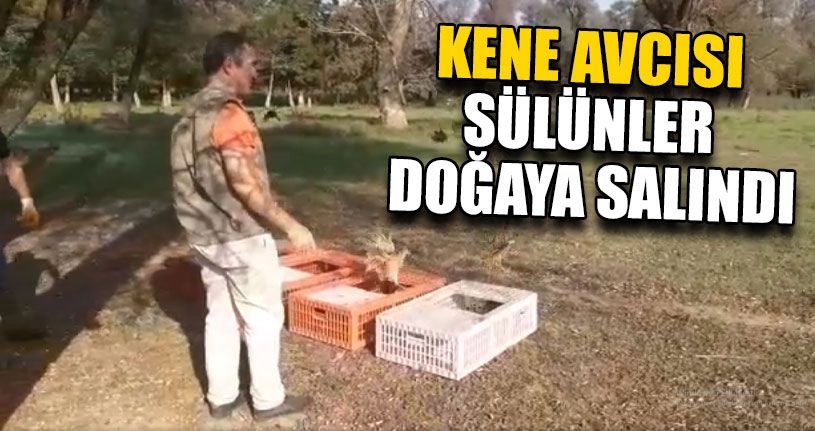 Doğaya Sülün Salınımı Yapıldı