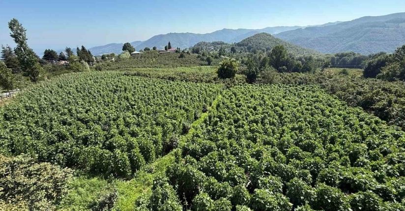15 bin sırıkta Nebiyan fasulyesi bereketi: Hasada 15 gün kaldı
