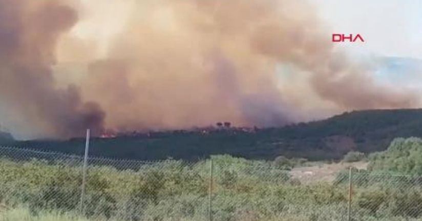 Gebze'de orman yangını