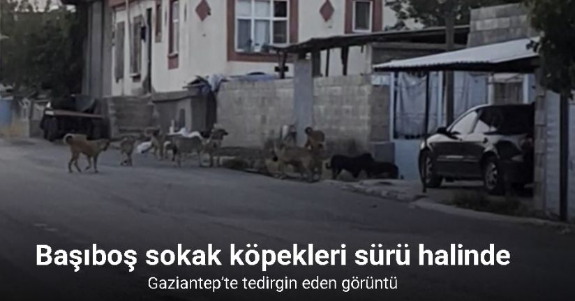 Gaziantep’te tedirgin eden görüntü: Başıboş sokak köpekleri sürü halinde