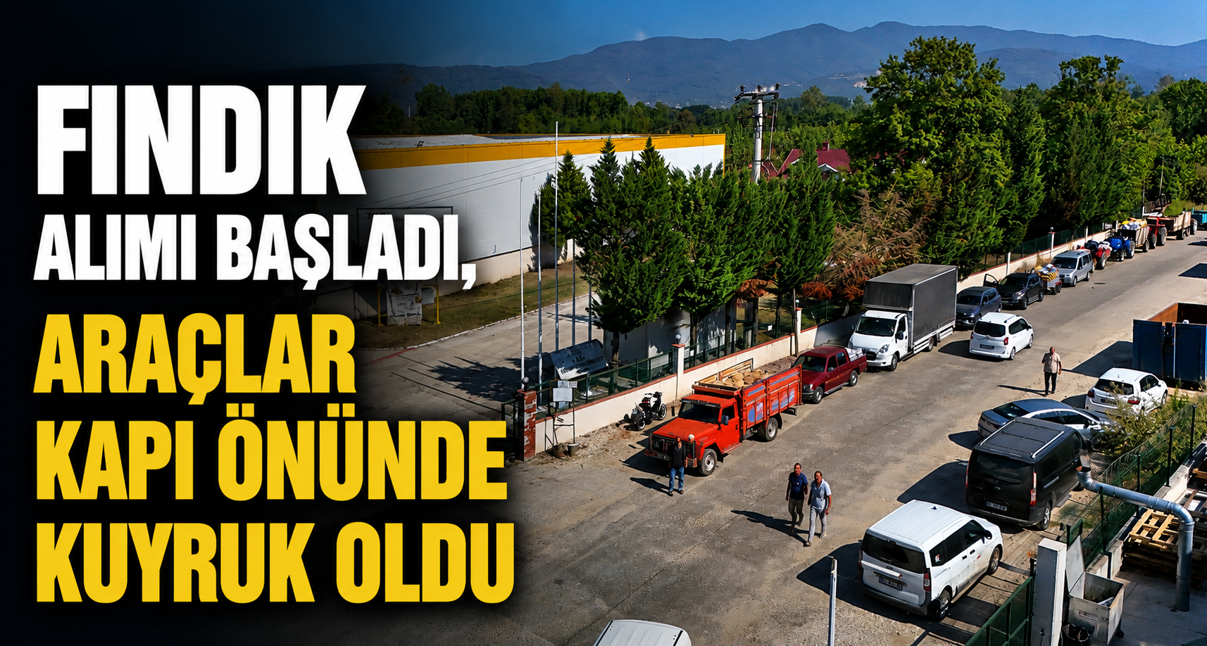 Fındık alımı başladı, araçlar kapı önünde kuyruk oldu