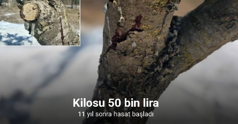11 yıl sonra hasat başladı: Kilosu 50 bin lira