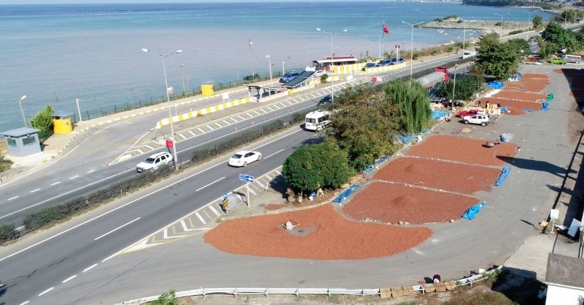  Sahil yolu kenarında fındık kurutma mesaisi
