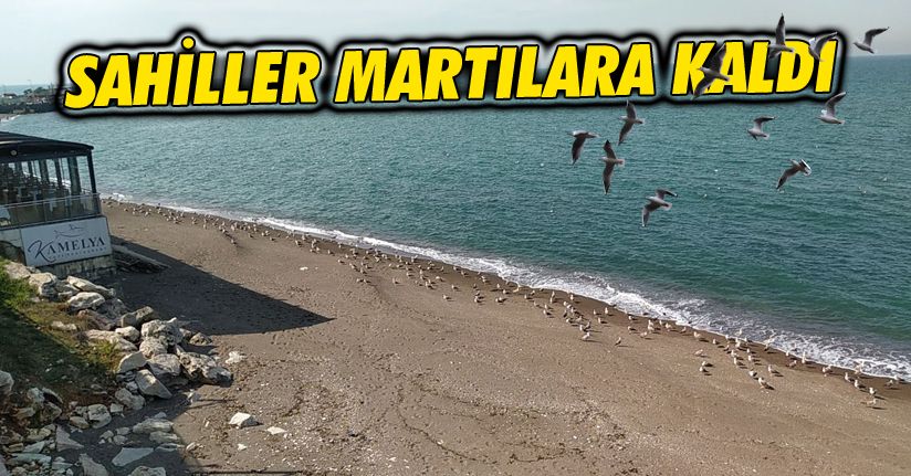 Sahilde martıları görenler hatıra fotoğrafı çekildi