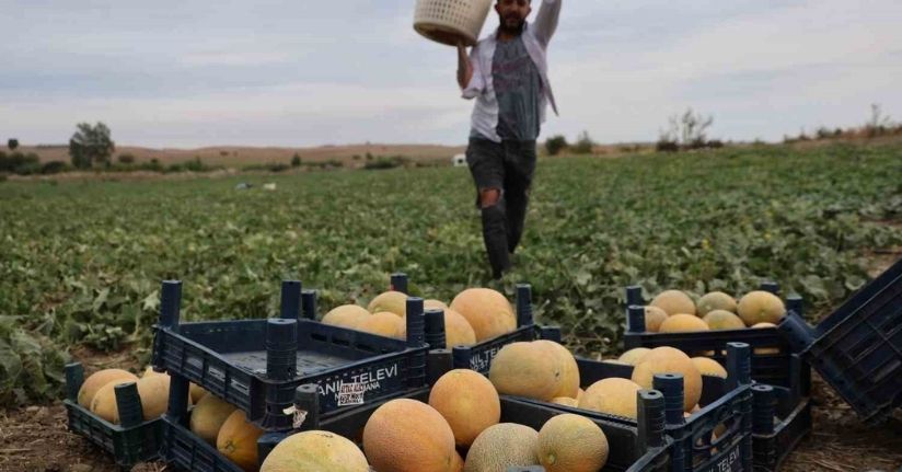 Adanalı üretici aracısız kavunları pazarda tüketiciye uygun fiyattan sunuyor