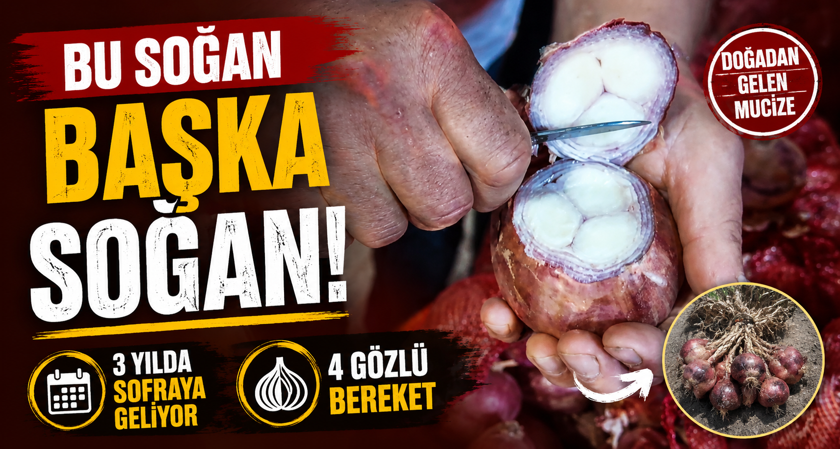 Bu soğan başka soğan: 3 yılda sofraya geliyor, 4 gözlü bereket