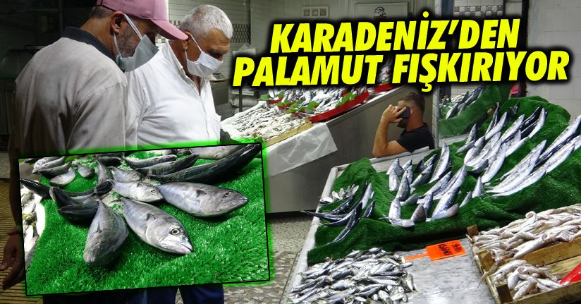 Palamut'un Tanesi 10 TL'ye kadar düştü