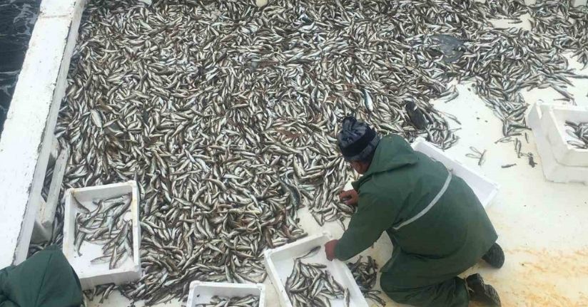 Karadeniz’de sezonun ilk balık avı: Ağlardan mezgit çıktı
