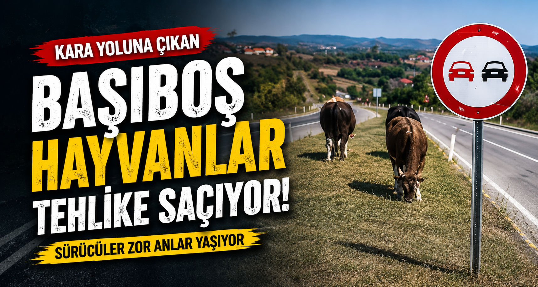 Kara yoluna çıkan başıboş hayvanlar tehlike saçıyor