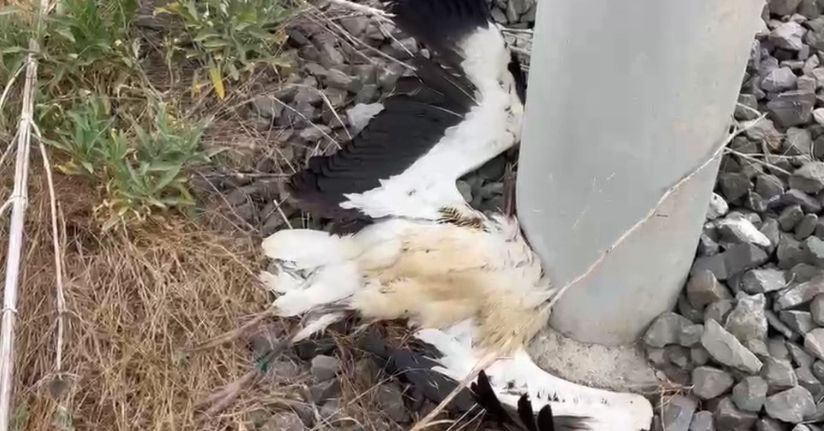Kütahya’da çok sayıda leylek ölü bulundu