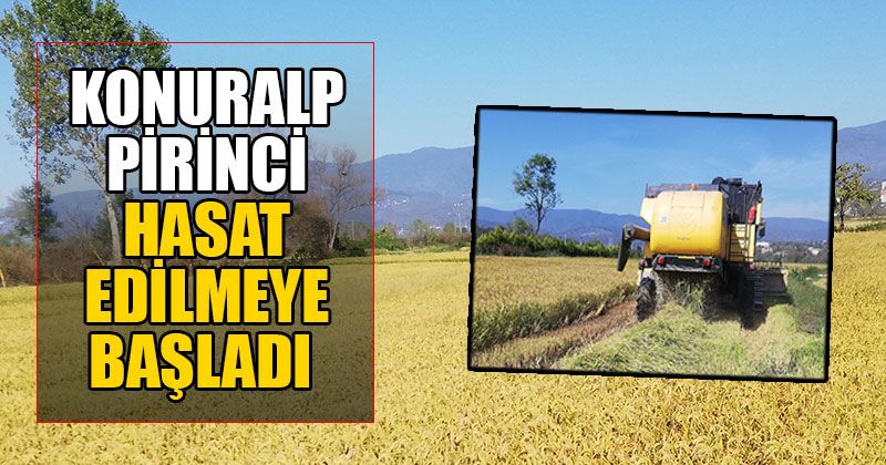 Konuralp Pirinci Hasat Edilmeye Başladı