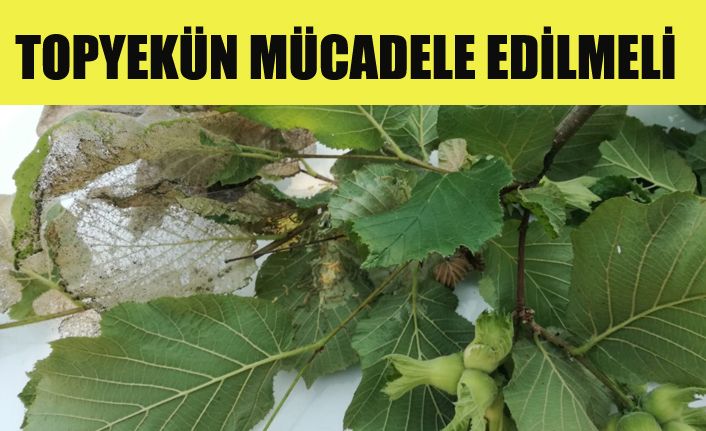 Fındık üreticisinin baş belası