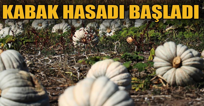 2020 Yılı Kabak Hasadı Başladı