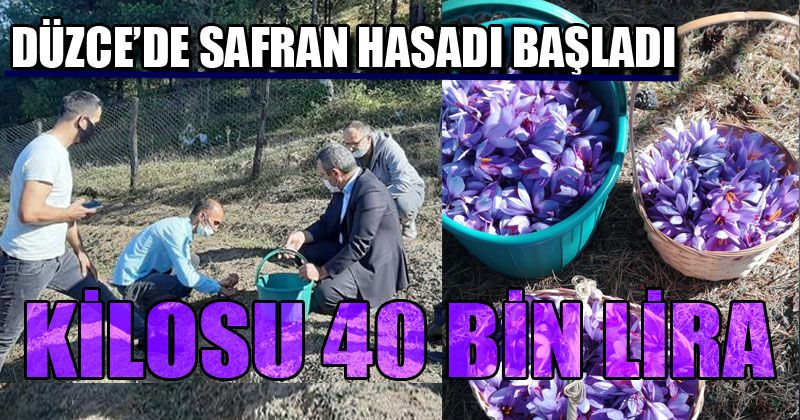Hasat Başladı Kilosu 40 Bin Lira