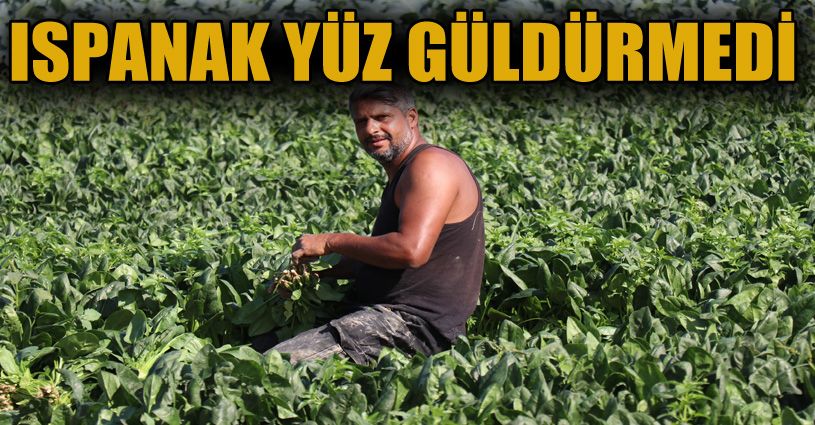 Sakarya’da ıspanak hasadı buruk başladı