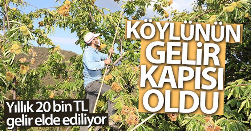 Ormanlarda yetişen kestaneler köylüye gelir kapısı oldu