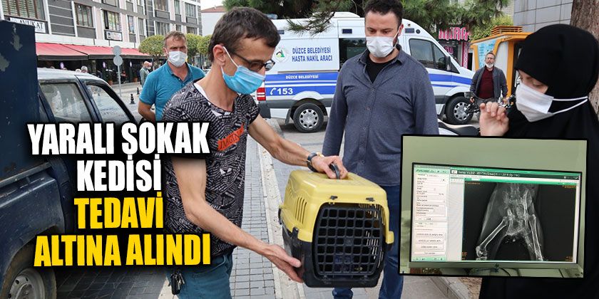 Yaralı Sokak Kedisi Tedavi Altına Alındı