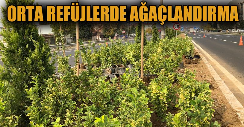 Orta refüjler temizlenip ağaçlandırılıyor