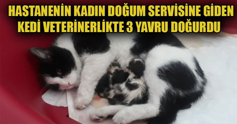Hastanenin kadın doğum bölümüne giren hamile kedinin veterinerlikte 3 yavrusu oldu