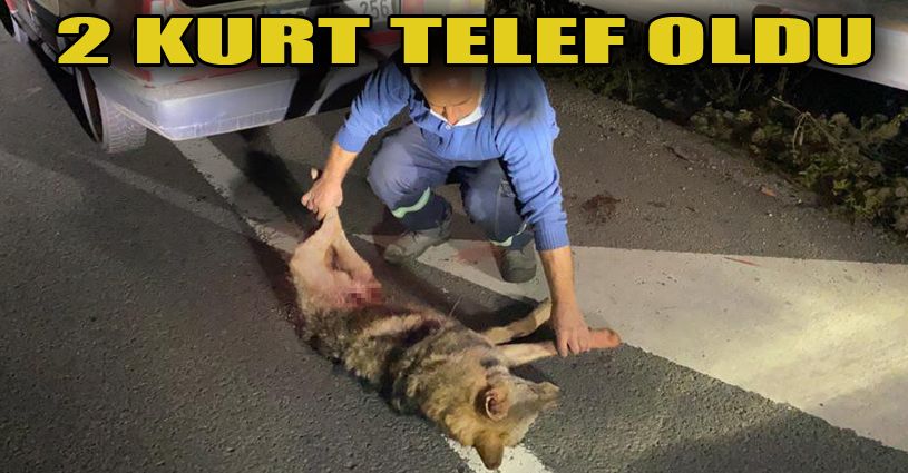 Bolu’da kamyonun çarptığı 2 kurt telef oldu