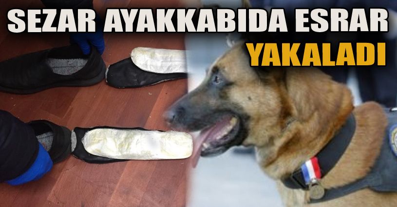 Ayakkabıda taşınan esrarı ‘Sezar’ yakaladı