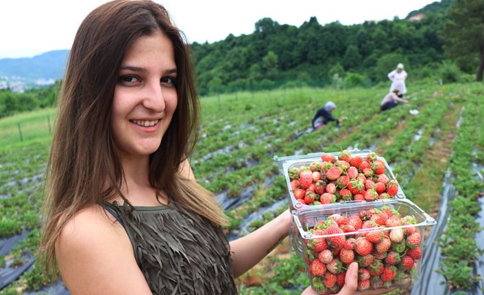 Fiyatı 40 TL'yi bulan Osmanlı Çileği yok satıyor