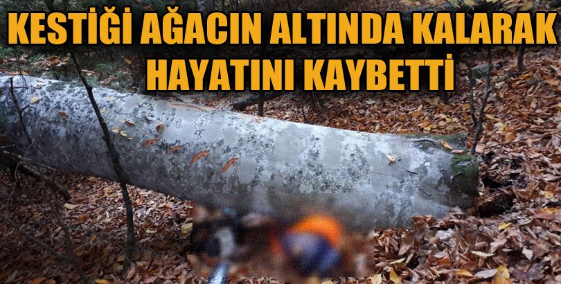 Kestiği ağacın altında kalan kişi hayatını kaybetti