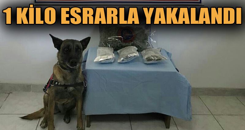 1 kilo esrarla yakalanan şahıs tutuklandı