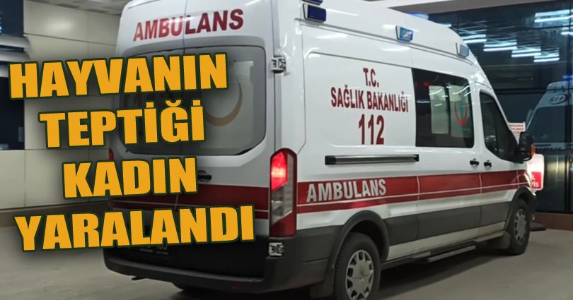 Hayvanın teptiği kadın yaralandı